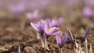 Saffron Growing