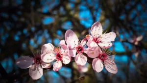 Almond Blossom