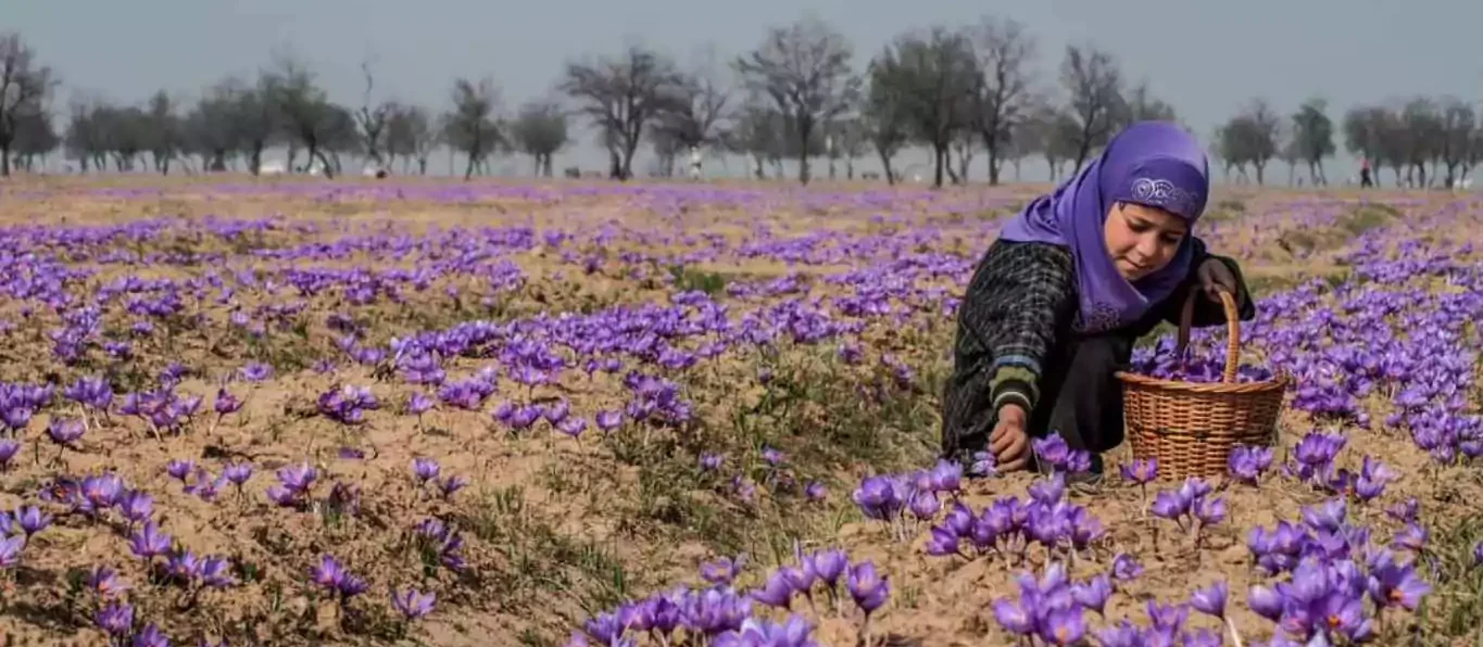 Saffron Collection